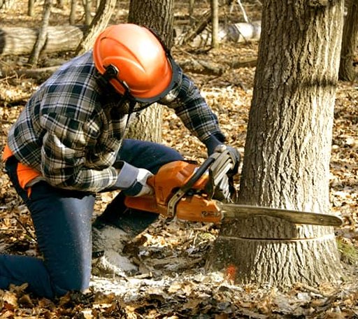 Tree Removal in Nettie, WV